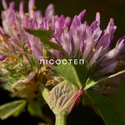 Close-up of purple flowers with green leaves on a dark background