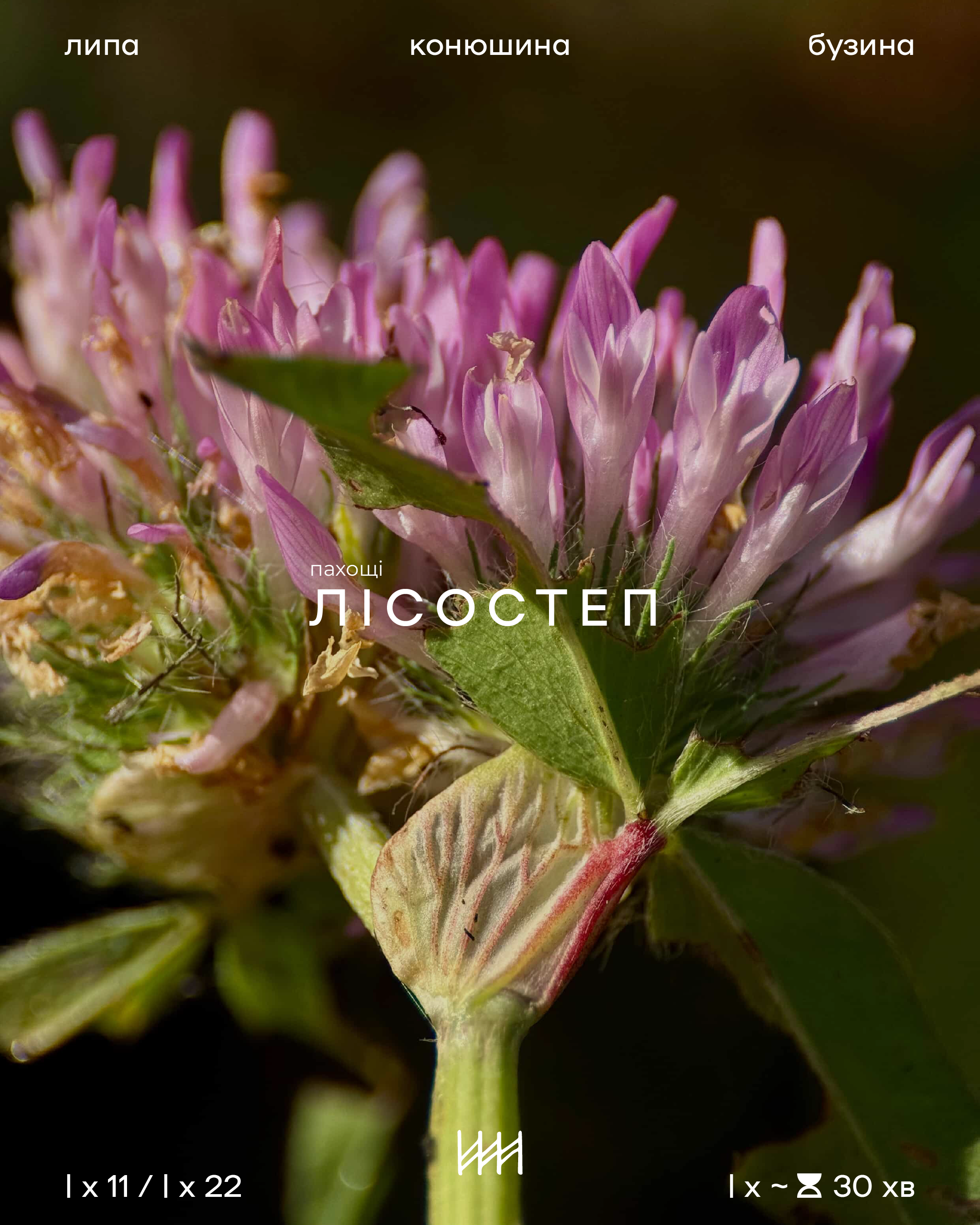 Close-up of purple flowers with green leaves on a dark background