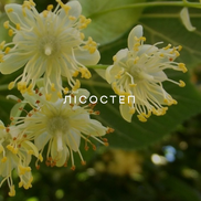 Close-up of lime flowers with green leaves and brand name 'Лисостеп' displayed.