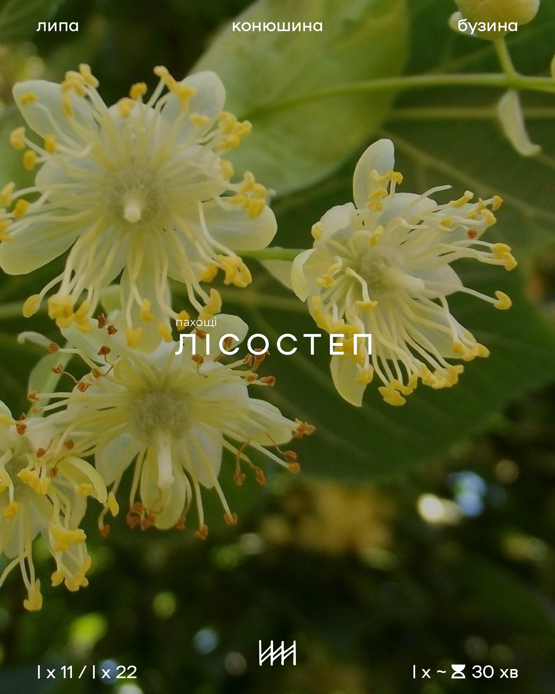 Close-up of lime flowers with green leaves and brand name 'Лисостеп' displayed.