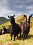 MOUNTAIN GUARDS