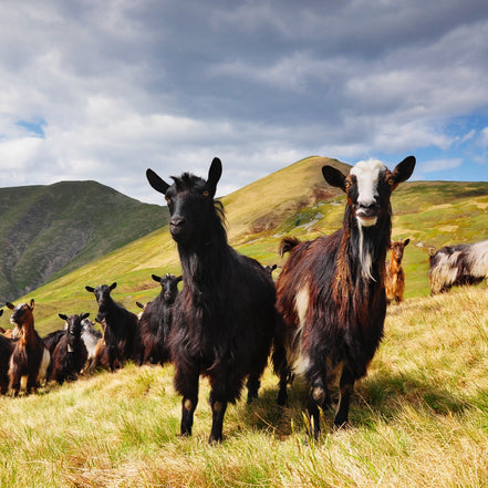 MOUNTAIN GUARDS