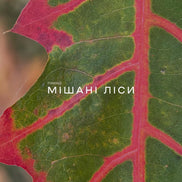 Mixed Forests Incense Sticks