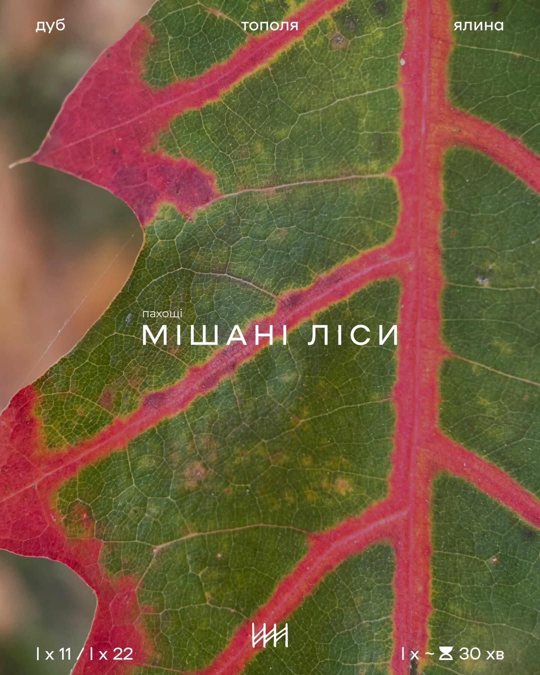 Mixed Forests Incense Sticks