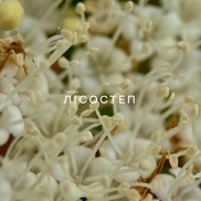 Close-up of white flowers with text overlay on a blurred background