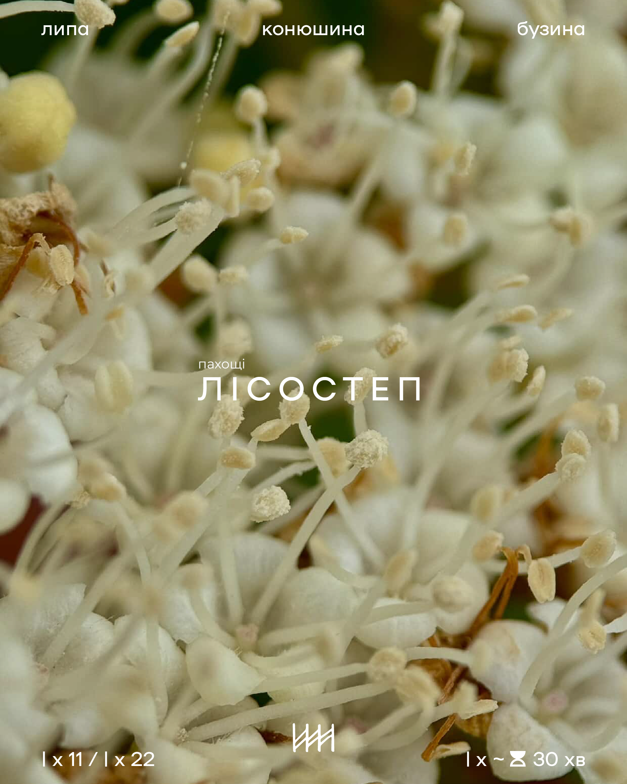 Close-up of white flowers with text overlay on a blurred background